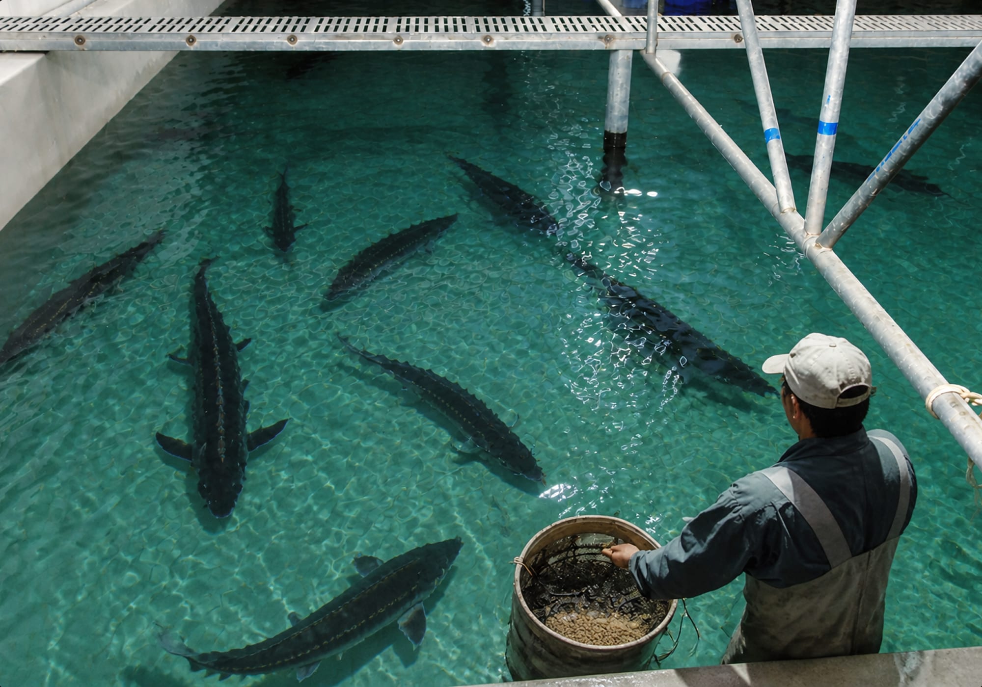 Producer selecting a sturgeon at harvest