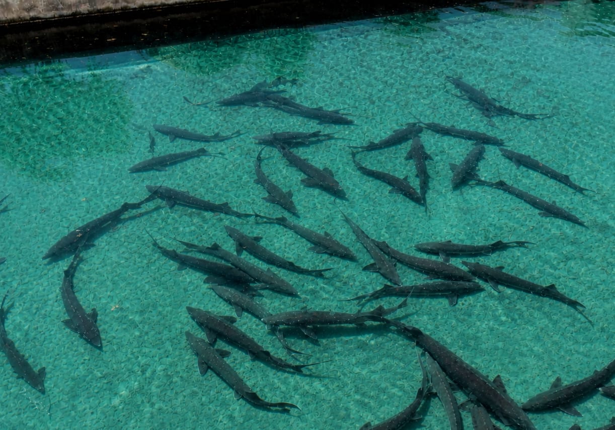 Sturgeon swimming through the clear turquoise water of a rearing basin