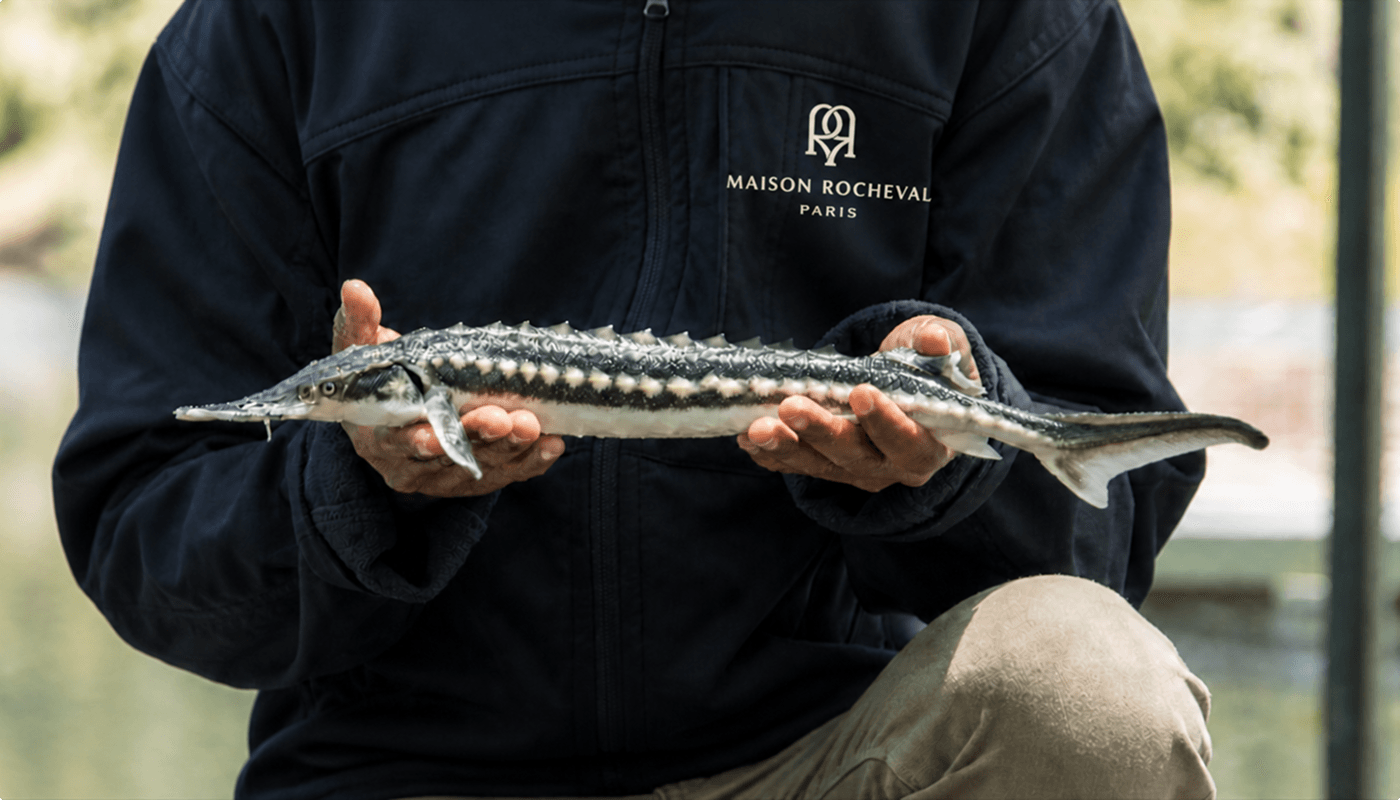 Sturgeon swimming in pristine dark water